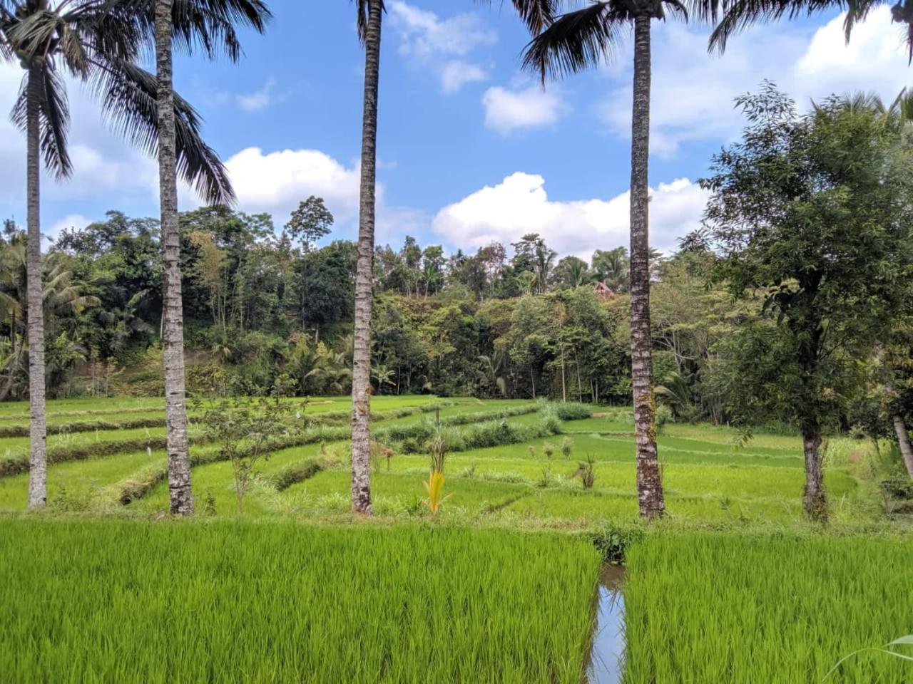 Asan Rinjani Homestay Tetebatu Rom bilde