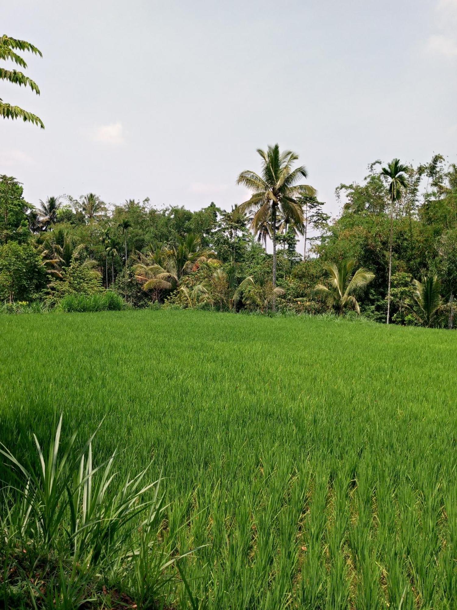 Asan Rinjani Homestay Tetebatu Rom bilde
